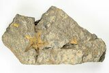 Ordovician Starfish (Petraster?) Fossil - Morocco #193752-1